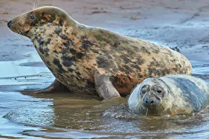 Nursing Prints: A young Grey Seal pup (Halichoerus grypus) on the shore with its mother in winter