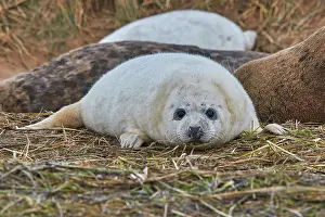 Baby Prints: A young Grey Seal pup (Halichoerus grypus) on the shore in winter