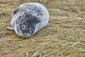 Photogenic Prints: A young Grey Seal pup (Halichoerus grypus) on the shore in winter