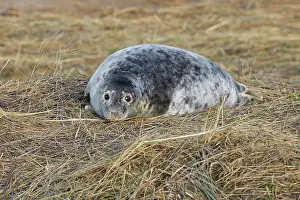 Refuge Prints: A young Grey Seal pup (Halichoerus grypus) on the shore in winter