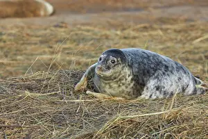 Baby Prints: A young Grey Seal pup (Halichoerus grypus) on the shore in winter