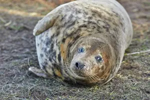 Puppies Prints: A young Grey Seal pup (Halichoerus grypus) on the shore in winter