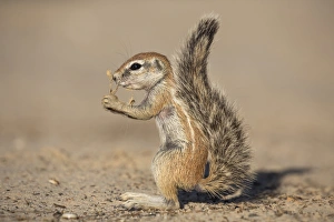 Northern Cape Prints: Young ground squirrel (Xerus inauris), Kgalagadi Transfrontier Park, Northern Cape