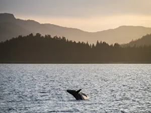 Breaching Prints: Young humpback whale (Megaptera novaeangliae), breaching at sunset in Peril Strait