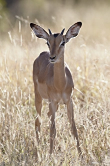 Buck Prints: Young impala (Aepyceros melampus) buck, Kruger National Park, South Africa, Africa