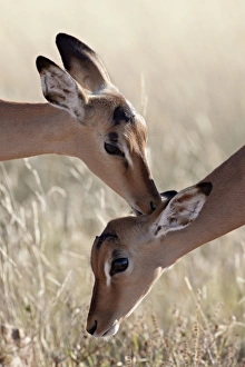 Animal Behaviour Prints: Two young impala (Aepyceros melampus) grooming, Kruger National Park, South Africa