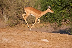 Savannah Prints: Young Impala (Aepyceros melampus) running, Chobe River, Botswana, Africa