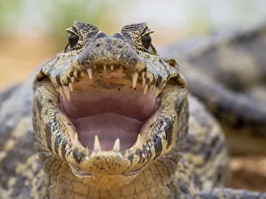 Pantanal Prints: A young jacare caiman (Caiman yacare)