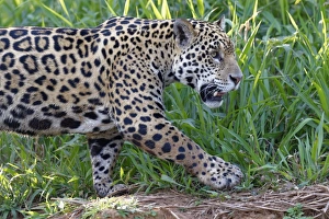 Young Jaguar (Panthera onca) on a riverbank, Cuiaba river, Pantanal, Mato Grosso