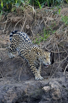 Immature Prints: Young jaguar (Panthera onca) stalking on riverbank