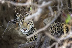 Brazilian Prints: Young Jaguar (Panthera onca) in a tree, Cuiaba River, Pantanal, Mato Grosso, Brazil