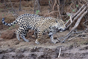 Immature Prints: Young Jaguar (Panthera onca) walking on a riverbank, Cuiaba River, Pantanal, Mato Grosso