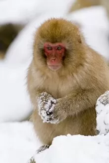 Young Japanese macaque (Macaca fuscata) (snow monkey)