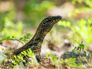 Curious Prints: Young komodo dragon exploring its environment on Komodo Island in Indonesia during a sunny day