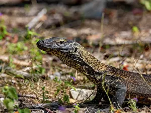 Carnivore Prints: Young Komodo dragon spotted on Komodo Island in Indonesia during a sunny day in nature