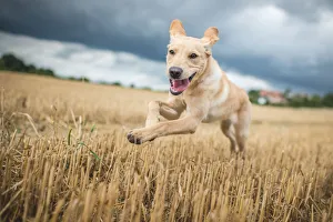 Canine Prints: Young Labrador running through a field of wheat, United Kingdom, Europe