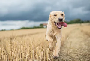 Canine Prints: Young Labrador running through a wheat field, United Kingdom, Europe