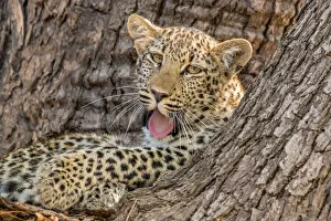 Endangered Species Gallery: Young leopard (Panthera pardus), yawning in a tree, South Luangwa National Park, Zambia