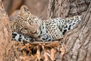 Endangered Species Gallery: Young leopard resting in a tree, South Luangwa National Park, Zambia, Africa
