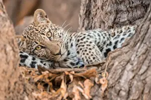 Leopard Prints: Young leopard resting in a tree, South Luangwa National Park, Zambia, Africa