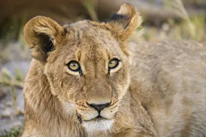Safari Animals Prints: Young Lion cub (Panthera leo), about 6 months old, Khwai Private Reserve, Okavango Delta