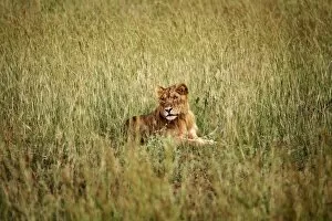 A young lion in Murchison National Park, Uganda, East Africa, Africa
