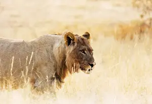 Young lion (Panthera leo), Kgalagadi Transfrontier Park, Kalahari, Northern Cape