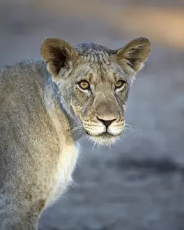 Young lion (Panthera leo), Kgalagadi Transfrontier Park, encompassing the former Kalahari Gemsbok National Park, South Africa, Africa