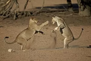Dust Gallery: Two young lion (Panthera leo) playing, Kgalagadi Transfrontier Park