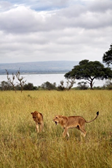 Murchison National Park Prints: Young lions in Murchison National Park, Uganda, East Africa, Africa