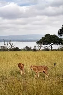 Young lions in Murchison National Park, Uganda, East Africa, Africa