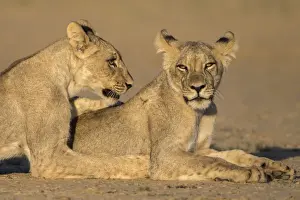 Lying On Front Prints: Young lions (Panthera leo), Kgalagadi Transfrontier Park, Northern Cape, South Africa