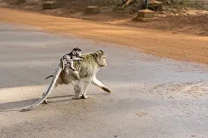 Young long-tailed macaque (Macaca fascicularis) atop its mother in Angkor Thom, Siem Reap, Cambodia, Indochina, Southeast Asia, Asia