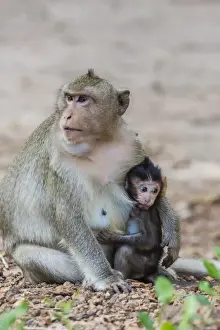 Nursing Prints: Young long-tailed macaque (Macaca fascicularis) nursing from its mother in Angkor Thom