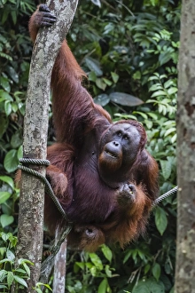 Malaysian Prints: Young male Bornean orangutan (Pongo pygmaeus), Semenggoh Rehabilitation Center, Sarawak