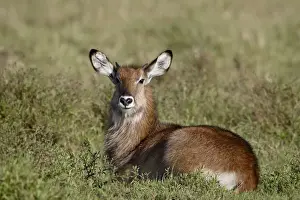 Young male Defassa Waterbuck (Kobus ellipsiprymnus defassa), Masai Mara National Reserve