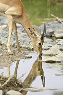 Images Dated 28th October 2006: Young male impala (Aepyceros melampus) drinking