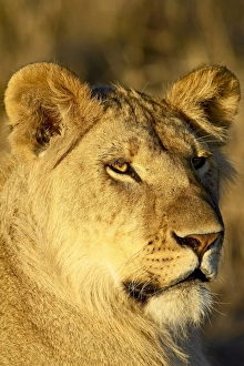 Images Dated 15th October 2006: Young male lion (Panthera leo)