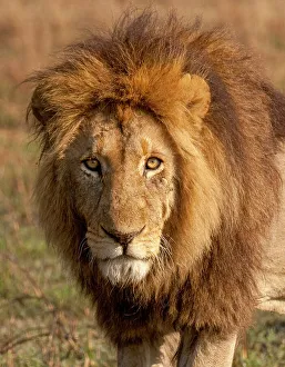 A young male lion (Panthera leo), his mane will darken as he gets older, Zambia, Africa