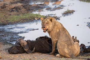 Panthera Prints: Young male lion (Panthera leo) on buffalo kill, Chobe National Park, Botswana, Africa