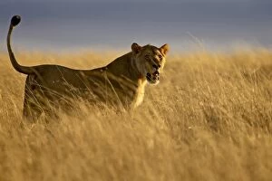 Young male lion (Panthera leo) in early light