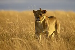 Young male lion (Panthera leo) in early morning light