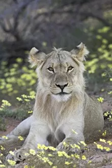 Lion Collection: Young male lion (Panthera leo) resting among yellow wildflowers, Kgalagadi Transfrontier Park