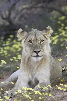Wild Flower Prints: Young male lion (Panthera leo) resting among yellow wildflowers