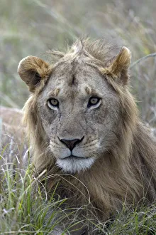 Young male lion (Panthera leo) in savanna, Masai Mara National Park, Kenya, East Africa