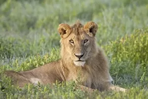 Images Dated 11th February 2007: Young male lion (Panthera leo), Serengeti National Park, Tanzania, East Africa, Africa