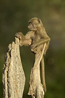 Young, male olive baboon (Papio cynocephalus anubis) sitting atop a tree trunk