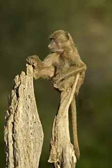 Samburu Prints: Young, male olive baboon (Papio cynocephalus anubis) sitting atop a tree trunk