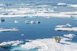 Nunavut Prints: A young male polar bear (Ursus maritimus) on an ice floe in Baffin Bay