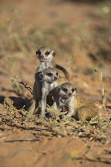Young meerkat (Suricata suricatta)